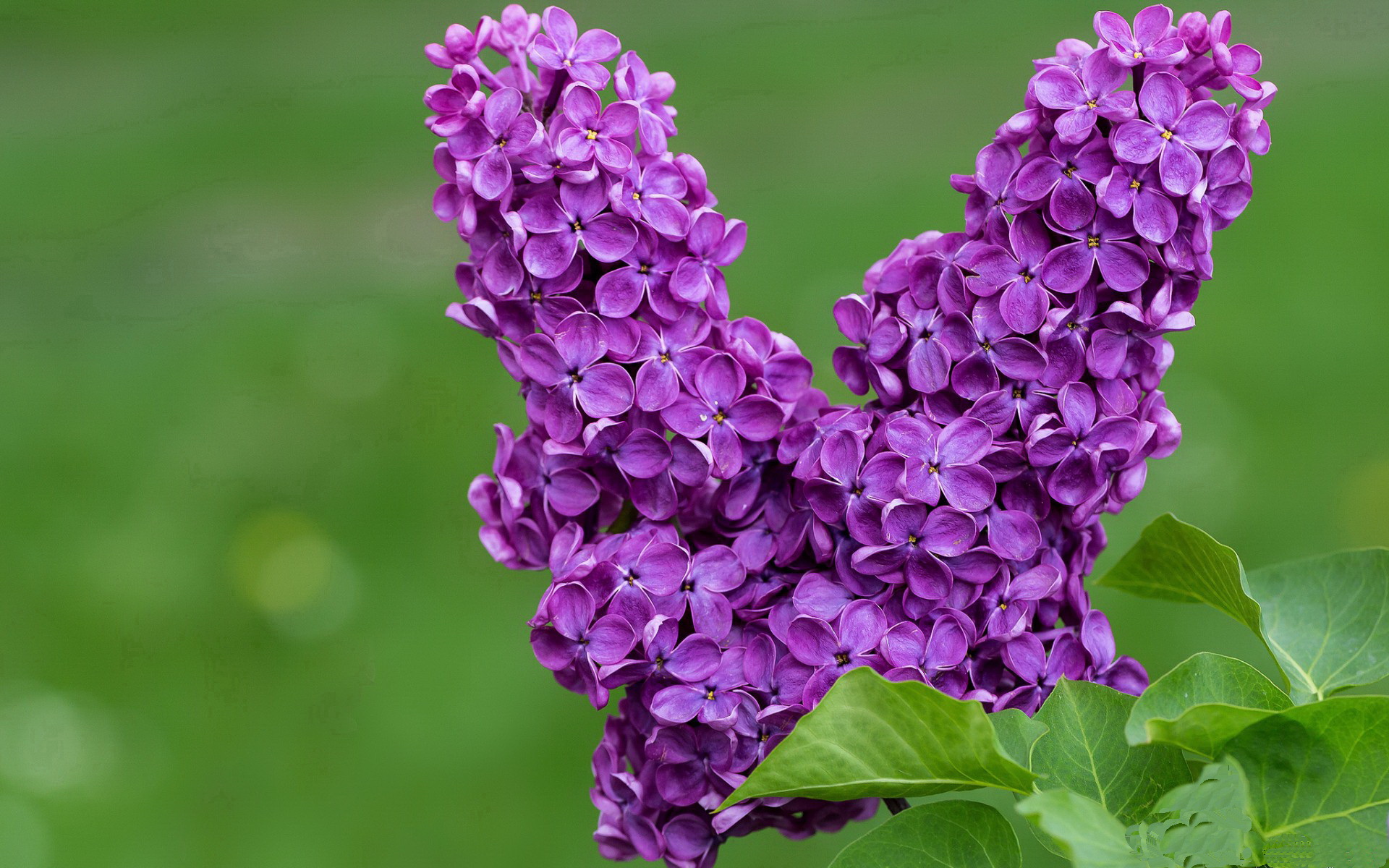比赛中球员表现出色,获得全球篮球赛最佳射手奖,nba最佳射手