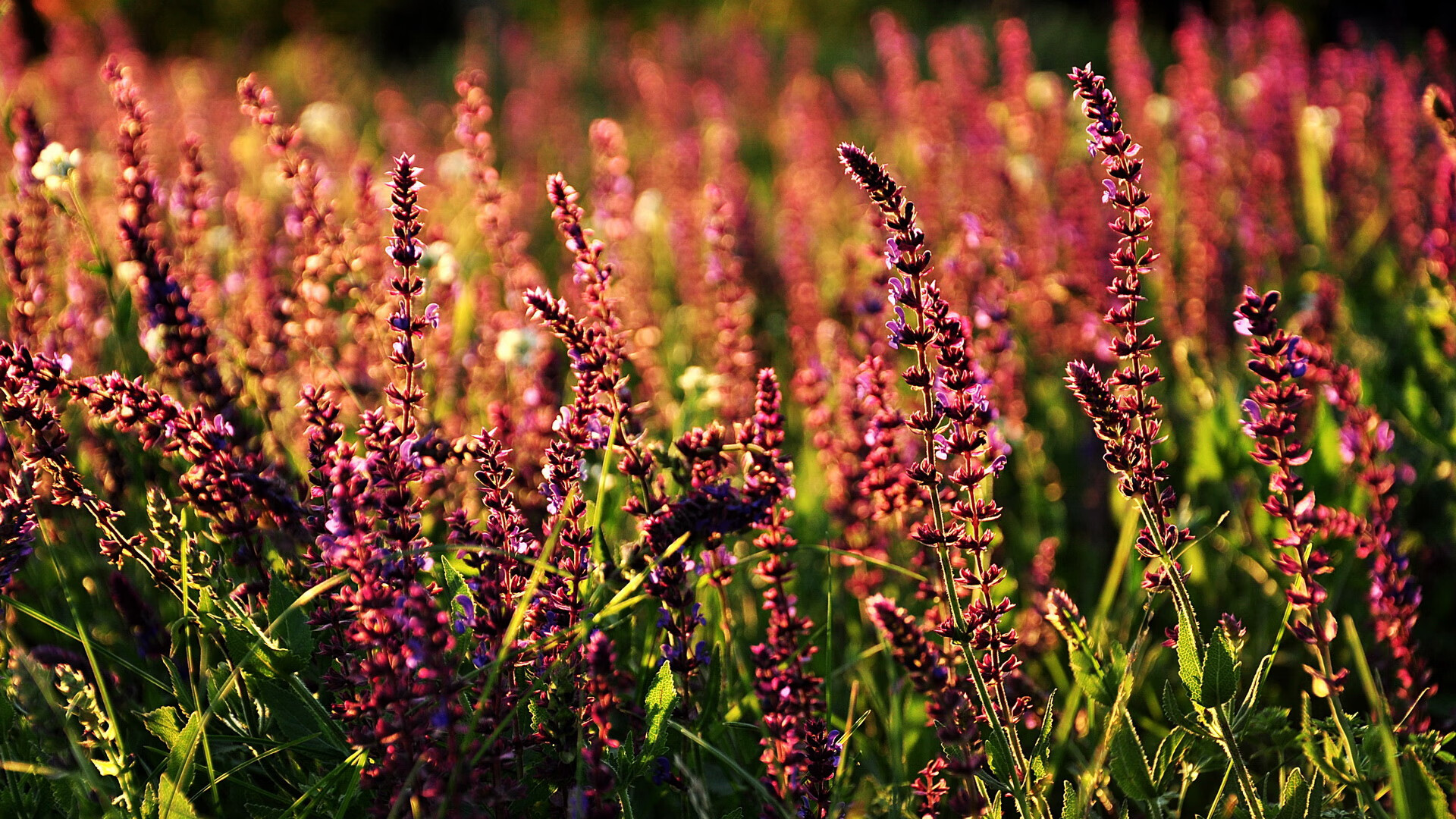 开云体育入口-米兰AC俱乐部备战意甲联赛，新帅上任寄望好成绩，ac米兰俱乐部官方网站