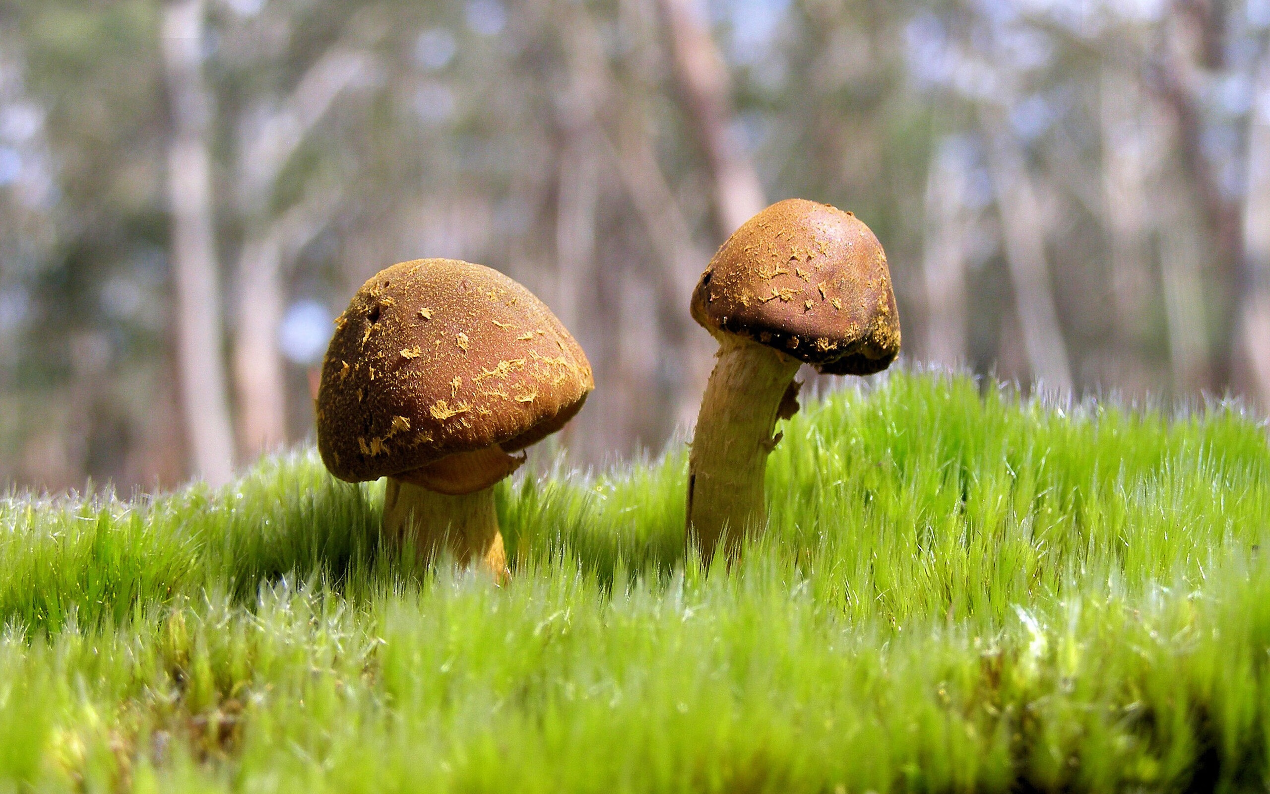 开云体育下载官网-Di Gregorio十次神扑难救尤文出局，尤文十号是谁